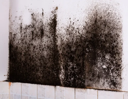 Black Mold Black Mold